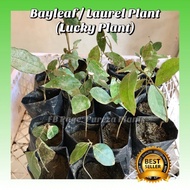 ✺◄Bayleaf / Laurel Plant &amp; Seeds (Lucky Plant) COD Available READ Description