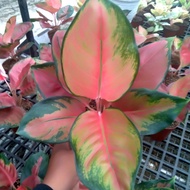 Aglonema Kochin Brownies Brown Size Large