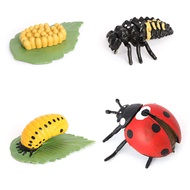 Ladybug Growth Cycle, Animal Growth Cycle Biological Model, Growth Stage Lifelike Ladybug Life Cycle