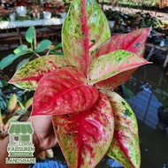 Aglonema mahasety + pot / tanaman hias aglonema / tanaman hias aglonema mahasety