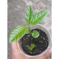 Panama Rose Gold Passion Fruit Tree (Anak Pokok KECIL)巴拿马玫瑰香黄金百香果树苗(小苗)