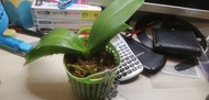 蘭花~Phal. Yu-Yang Little Peacock'387'