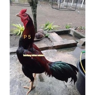 telur vertil ayam pama ninja