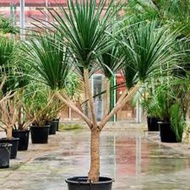 Pokok Hiasan Rumah DrAco(Anak Pokok)