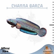 IKAN PREDATOR CHANNA BARCA