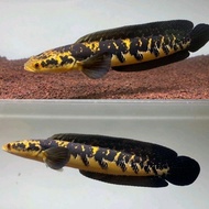 ikan channa maru riau 10 11 cm
