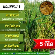 เมล็ดพันธุ์​ข้าว​ ข้าวเจ้า หอมสยาม หอมมะลิเตี้ย ข้าวนาปี ไวแสง หอมนุ่ม ผลผลิตสูง 1-20 กก. คูลเกษตร ไ