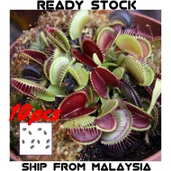 10 PCS Potted Plant Seeds Dionaea Muscipula Giant Clip Venus Flytrap Seed