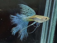 GUPPY BLUE GRASS BIG DORSAL SWALLOW RIBBON TOP HIGH QUALITY