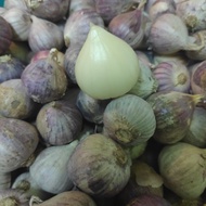 Bawang putih tunggal jantan Lanang solo single garlic