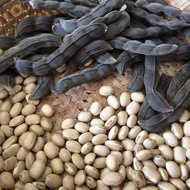 5 เมล็ด ถั่วครก ถั่วขอ ถั่วขอในภาคอิสาน ถั่วมะขาม Velvet Bean (White Flower) Seeds