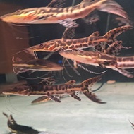 ikan tsn catfish size 15cm