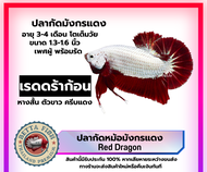 ปลากัด เรด ดราก้อน ผู้ พร้อมรัด ปลากัดสวยงาม Red dragon สินค้ามีการรับประกัน