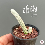 อโวเนีย Avonia papyracea แคคตัส กระบองเพชร cactus&amp;succulent