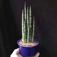 8株 棒葉虎尾蘭   連陶瓷花盆 植物 盆栽 snake plant Sansevieria  【實拍。只此一盆】