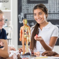 BERSY Human Body Model, Mannequin Anatomy Model Human Anatomy Model, Montessori Body Puzzle Simulati