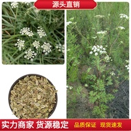 Windproof Seed Copper Run Fennel Fennel Grass