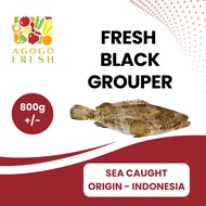 [Agogo Fresh - Fish & Seafood] Fresh Black Grouper (800g +/-)