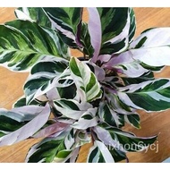 cash on delivery 【COD】10pcs Rare Calathea Seeds Air Freshening Plants Seeds #SW12 EVFQ