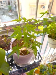 盆栽日本楓樹