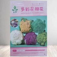 多彩花椰菜種子 種籽有機花菜寶塔菜紫菜花春夏秋季播菜花種籽蔬菜