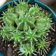 Euphorbia Pulvinata 'Nana' with FREE plastic pot, and garden soil (Semi Indoor Plant, Real Plant, Li