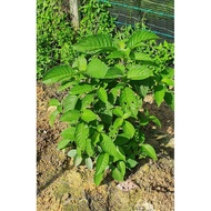 Pokok Daun Ketum Ayam