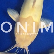 Ikan Hias Predator Lele Bule Putih Belang Albino Catfish Big Size terlaris
