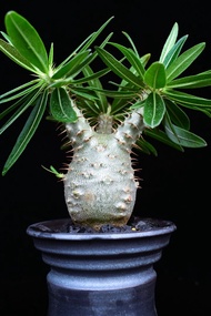 #286 實生象牙宮 Pachypodium rosulatum ssp. gracilius / 塊根植物 Caudex / 另售龜甲龍、索馬里葡萄甕、念珠橄欖