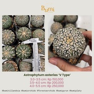 100%BERKUALITAS Astrophytum asterias V Type, Super Kabuto, Nudum -