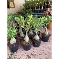 Pokok Kemboja Adenium Thailand Real Live (8 inci) RANDOM PICK