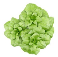 Anise Lettuce Leaf Basil Herb Plants Seed -organic-