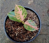 tanaman hias aglonema paulina 2-3 daun
