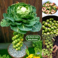 Biji Benih Kubis Baby Brussel Sprouts yang sedap dan kaya nutrisi - Diimport dari Belgium