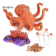 Octopus Growth Cycle,Animal Growth Cycle Biological Model for Kids Education Insect Themed Party Fav