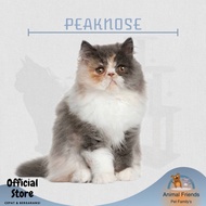 Kucing Persia Peaknose Non Cod