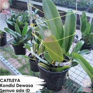 Anggrek Cattleya Hybrid Dewasa Bunga Besar Semua ada ID nya