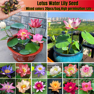 20เมล็ด/ซอง บัวจิ๋ว Mini Lotus Water Lily Seed for Sale บัว เมล็ดบัวจิ๋ว เมล็ดดอกไม้ บัวแคระ เมล็ดบัวแคระ ดอกบัวน้ำ บัวจิ๋วญี่ปุ่น บอนสี Flower Seed Hydroponic Plants ต้นไม้ฟอกอากาศ เมล็ดบอนสี บอนสีหายาก ไม้ประดับมงคล ของแต่งบ้าน บอนสีราคาถูกๆ เมล็ดดอกไม้