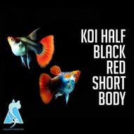 Guppy Tuxedo Koi Short Body Balon Top Grade Ikan Hias Aquascape