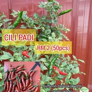 BIJI BENIH CILI PADI CILI API