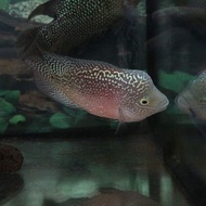 Flowerhorn short body kamfa