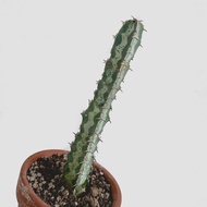 zac.culent - Euphorbia quadrangularis (Succulent Cactus)
