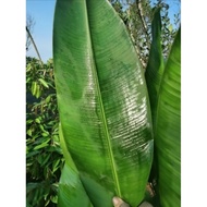 Daun Lerek hutan untuk lemang minimum order 10 pcs