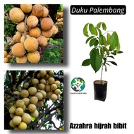 terpopuler bibit duku Palembang tanaman buah duku Palembang asli Azzahra hijrah bibit