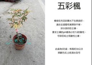 心栽花坊-五彩楓樹/五彩楓/楓葉/5吋/期間限定/嫁接苗/楓樹/綠化環境/綠籬植物/