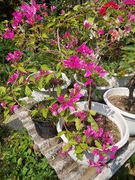 Tanaman Hias Bunga Bougenville Bidadari Ori Import