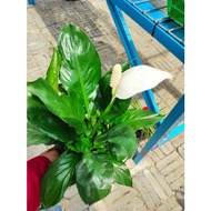 Peace Lily Air Purifying Plant