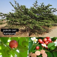 pokok ceri kampung/kekut. mudah membesar sesuai utk teduhan atau lanskap halaman rumah