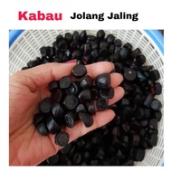 250 kabau jolang jaling mirip pete jengkol ( Jaminan Kabau Tua )