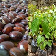 Bibit Jengkol Super Pohon Jengkol Tanaman Jengkol Unggul